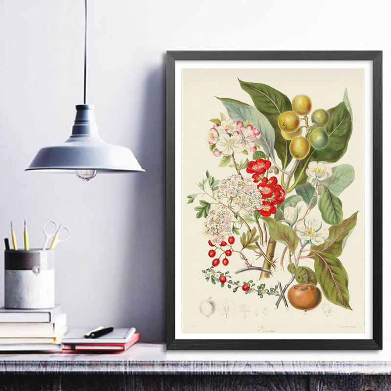 Botanical Collection Vintage P - Vintage Collectible Posters ulasan dan harga