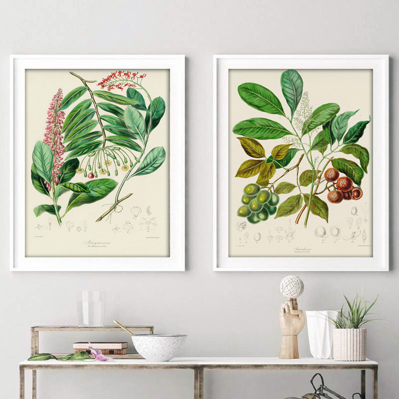 Botanical Collection Vintage P - Vintage Collectible Posters ulasan dan harga